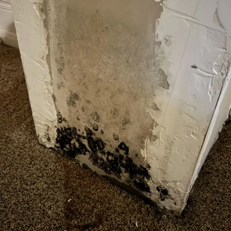 Professional Mold Removal in Williamson County, TN